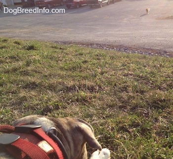 The back of a blue-nose Brindle Pit Bull Terrier that is laying down in grass and looking at an animal that is coming towards him from the distance.