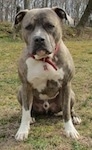 A blue-nose brindle Pit Bull Terrier is sitting on grass and he is looking forward. There are a lot of trees behind him.