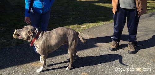 A blue-nose Brindle Pit Bull Terrier dog is standing in front of a man in a tan coat and blue sweat pants with a fireplace log in his mouth wagging his tail.