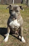 A blue-nose brindle Pit Bull Terrier is sitting in grass and he is looking forward and down.