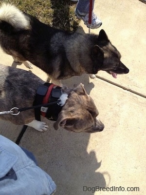 Top down view of a blue-nose Brindle Pit Bull Terrier and a Norwegian Elkhound that are walking across a street. The Elkhound is panting.