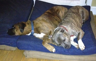 A brown brindle Boxer and a blue-nose Brindle Pit Bull Terrier are laying together on a blue orthopedic dog bed pillow.