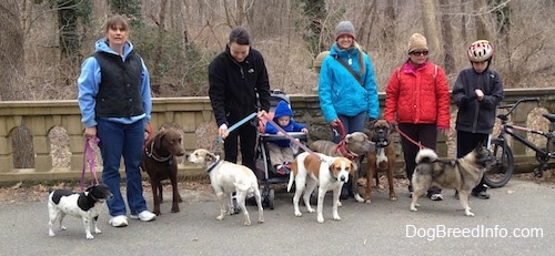 Five people, seven dogs and a baby are standing in front of a small stone wall on an old bridge.