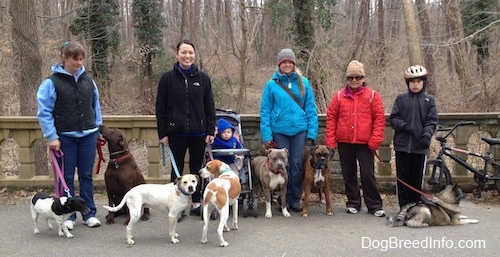 Five people, a baby and seven dogs are standing in front of a small stone wall on an old bridge and posing for a photo.