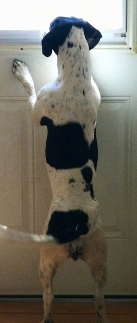 The back of a black and white Springer Pit that is jumped up against a closed door and it is looking out of a window where the sun is shining in. The dog is wagging its tail.