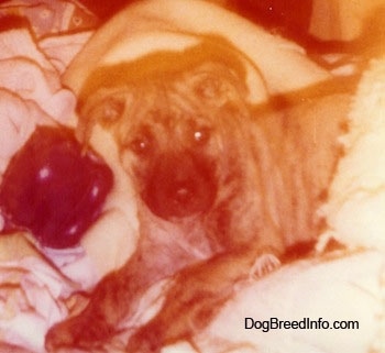 Close up - A Staffy Bull Pit puppy is laying across a bed, it is looking to the right. There is a black plush dice behind the dog.