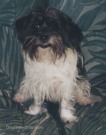 A small toy-sized, wiry, long coated black and white mixed breed dog is sitting on a couch and looking forward.