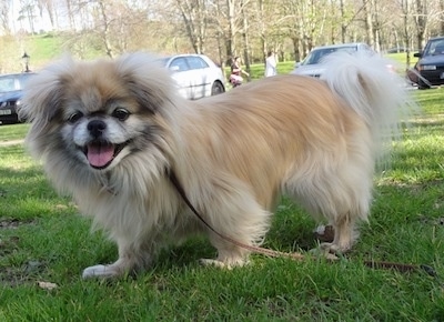 The front left side of a fluffy tan with black and white Tibetan Spaniel is standing across a grass surface, it is looking forward, its mouth is open and its tongue is sticking out. The dog looks happy.