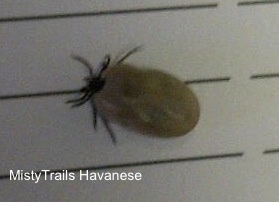 A fat tick moving across a surface