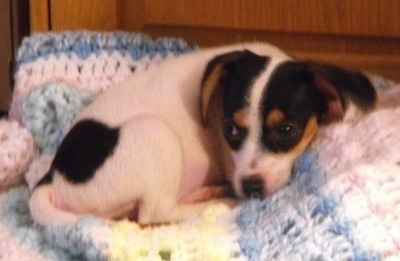 The right side of a small, tricolor white with black and tan Toy Fox Beagle that is laying curled up in a ball on a knit blanket.