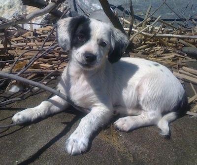 The left side of a white with black Toy Fox Beagle puppy that is laying across a stone surface, it is looking forward and its head is tilted to the right. There is a pile of tree limbs and a body of water behind it. It has a black nose, is body is mostly white with some black spots and it has a black patch around one of its eyes and on its ear.