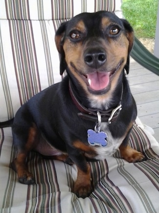 Close up front view - A black with tan and white Toy Rat Doxie dog sitting on a chair that has been placed on a porch.