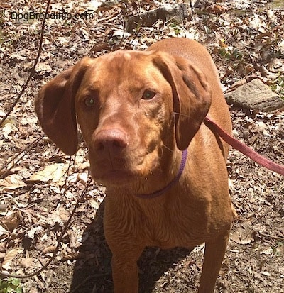 Close up - Top down view of a red Vizsla that is sitting in dirt and brown leaves and the dog is looking up.