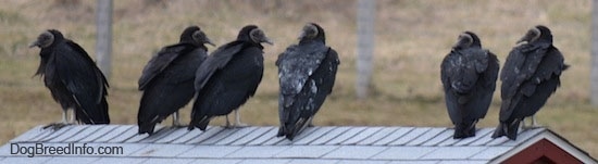 Close Up - flock of Six Black Vultures sitting on top of the barn