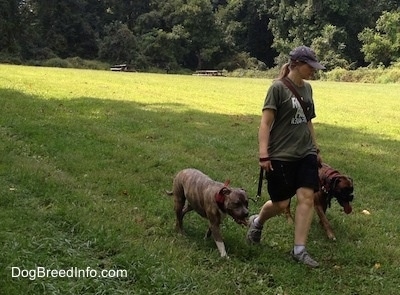 Two dogs being walked across a field by a person in a green shirt and cap