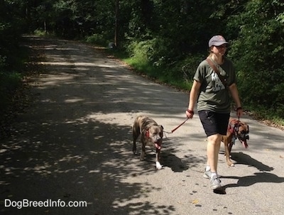 Two dogs being walked down a trail by a lady