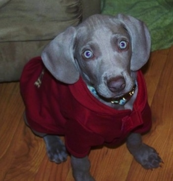 Topdown view of a Weimaraner puppy that is wearing a red coat and it is sitting on a hardwood floor. The dog has silver-blue eyes and long wide soft ears that hang down to the sides with a gray liver collared nose.