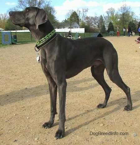 The left side of a dark gray, tall Weimaraner dog that is standing in dirt and it is looking up and to the left.