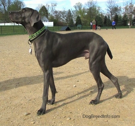 The left side of a dark gray Weimaraner dog that is standing across a dirt field at a dog park looking up.