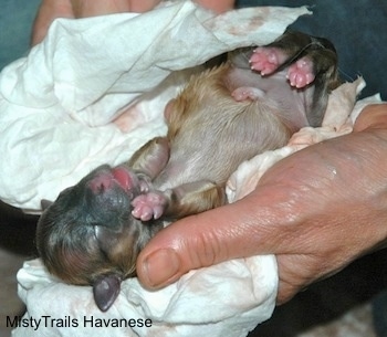 Close Up - The Fourth Puppy laying in the hands of a person