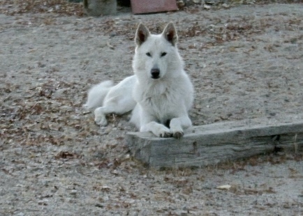 Wolfdog Information and Pictures