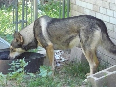 The left side of a German Shepherd/Malamute mix that is drinking water out of a tub in a field. It is holding its tail down low and it has small perk ears.