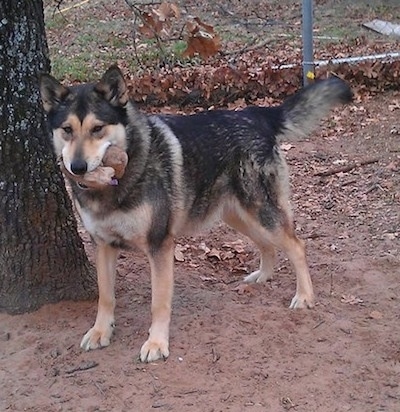 The left side of a thick coated black and tan German Shepherd/Malamute mix that is standing in a dirt yard next to a tree.