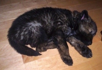 A fluffy thick coated sleeping Wolfdog puppy is laying in a circle on a hardwood floor.