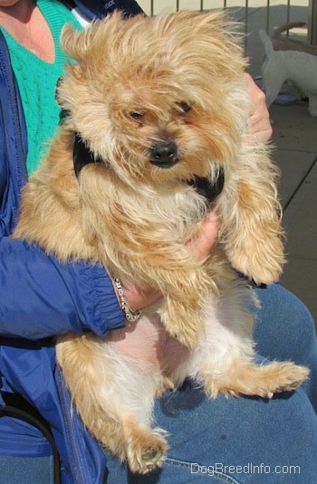 A thick long coated tan Yoranian is being held in the lap of a sitting person. The hair of the Yoranian is blowing in the wind.