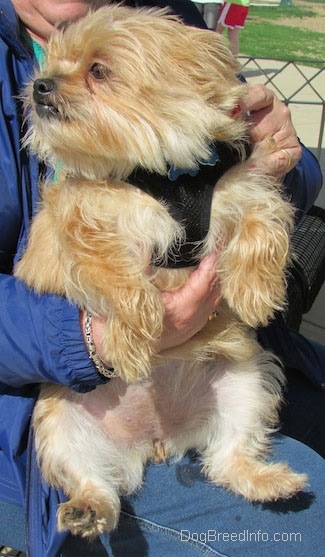 A tan Yoranian that is sitting in a persons lap. The dog is looking to the left.