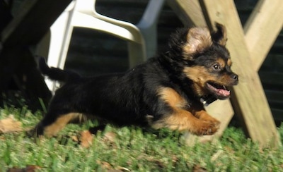 Action shot - The right side of a black with brown Yorkinese puppy that is running across a field.