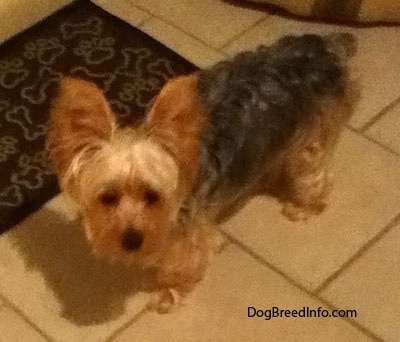 Top down view of a brown with black Yorkshire Terrier that is standing across a tiled floor and it is looking up. It has very large perk ears with longer hair fanning off of them and a docked tail.