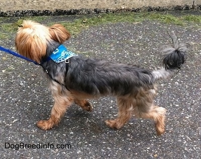 The left side of a black with brown Yorkshire Terrier that is walking across a blacktop surface. The Yorkishire Terrier dog wearing a blue bandana. Its long tail curls at the tip with hair fanning from it.