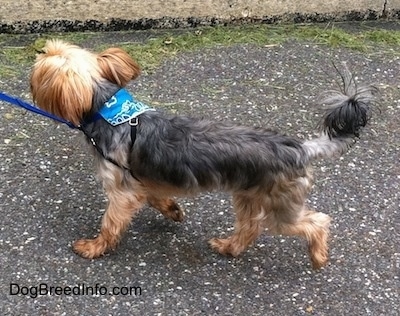 How do you become a reputable Yorkie breeder?