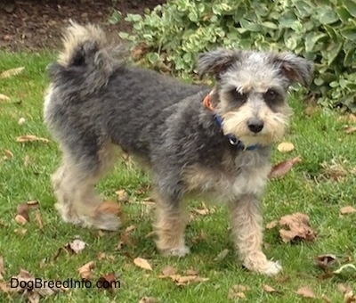 The right side of a shaved wavy coated, black with tan Yorktese that is standign in grass and there are leaves in the grass. Its tail curls up over its back and its ears fold down at the sides.