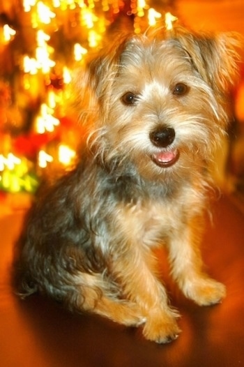 Close up front side view - The right side of a happy, soft looking, black with tan Yorktese dog looking forward with its mouth slightly open and it looks like it is smiling. It has small, v-shaped ears that fold over to the front, a black nose and dark almodn shaped brown eyes.