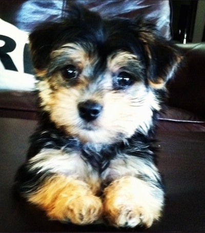 Close up - A small, soft, thick coated, black with tan Yorktese puppy is laying on a hardwood floor and it is looking forward. It has small fold over v-shaped ears, dark wide eyes and a black nose.