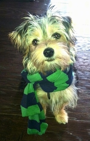 A black with brown yorktese dog sitting on a hardwood floor, it is looking forward, its head is slightly tilted to the left and it is wearing a green and black scarf.