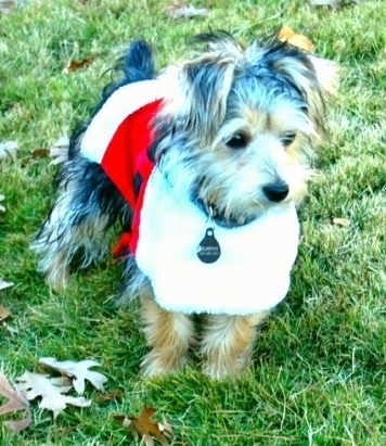 A black with brown soft looking, Yorktese is standing on a grass surface looking to the right wearing a costume of Santas Jacket.