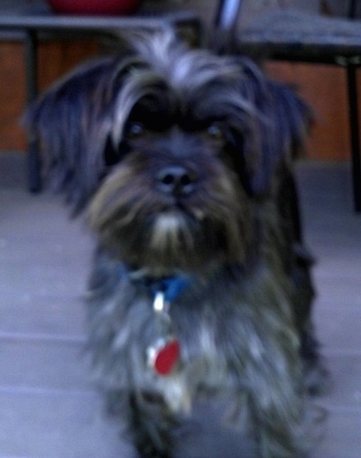 A long-coated, shaggy-looking gray small Affen Tzu standing on a porch