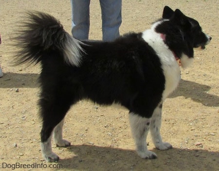 The left side of a black with white Akita Chow standing in a dog park. There is a persons legs behind her.