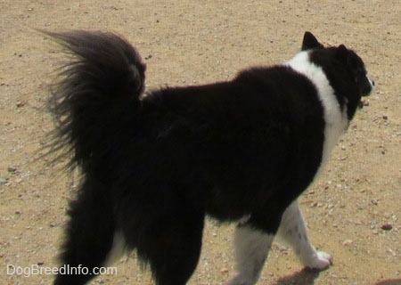 The back right side of a black with white Akita Chow that is walking up a dirt surface.