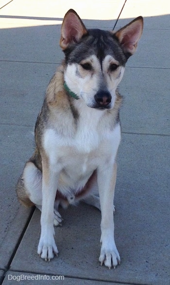 A black, tan and white Akita Shepherd is sitting on a concrete sidewalk