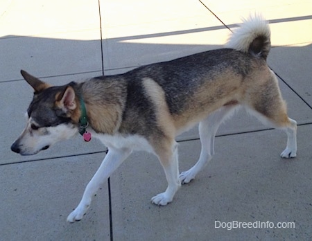 The left side of a black, tan and white Akita Shepherd is walking across a concrete sidewalk