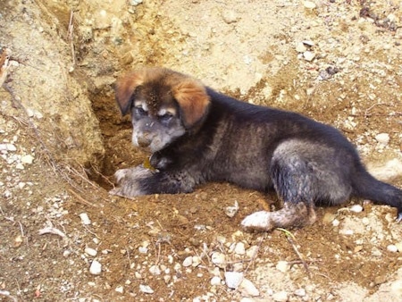 The left side of a black with gray Alaskan Malador puppy that is digging a hole.