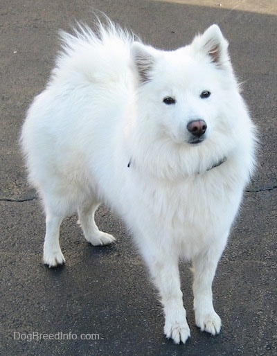 What are some traits of miniature Samoyed puppies?