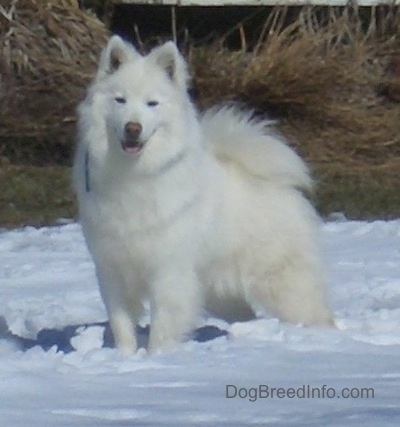 The front left side of a white American Eskimo that is standing in the snow with its mouth open and it is looking forward.