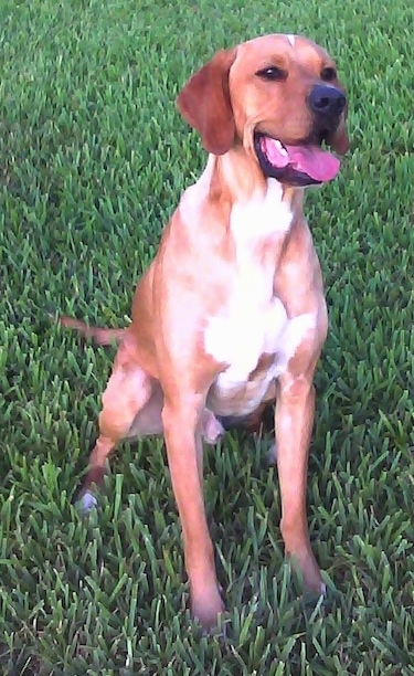 The front right side of an American Gointer that is sitting across a grass surface, its mouth is open and its tongue is hanging out.