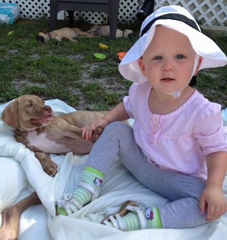 The left side of a brindle with white American Pit Corso puppy that is laying on a blanket and it is looking at a baby that is wearing a hat.