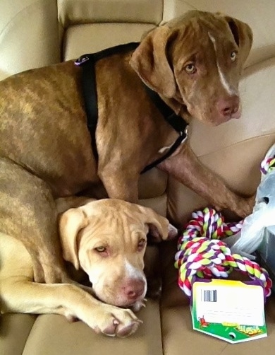 The right side of a brown brindle American Pit Corso puppy is sitting overtop of a another puppy that is laying down. They are sitting inside of a car.